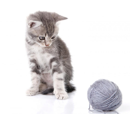 Beautiful Kitten with Gray Wall Decal
