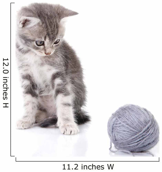 Beautiful Kitten with Gray Wall Decal