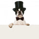 Refined French Bulldog Wall Decal