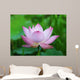 Pink Lotus Flower Wall Mural