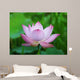 Pink Lotus Flower Wall Mural