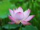Pink Lotus Flower Wall Decal