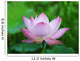 Pink Lotus Flower Wall Mural
