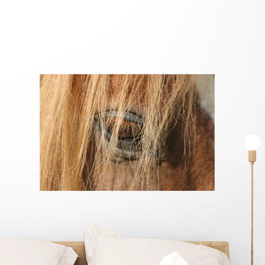 Horse - Horse Eye Wall Decal