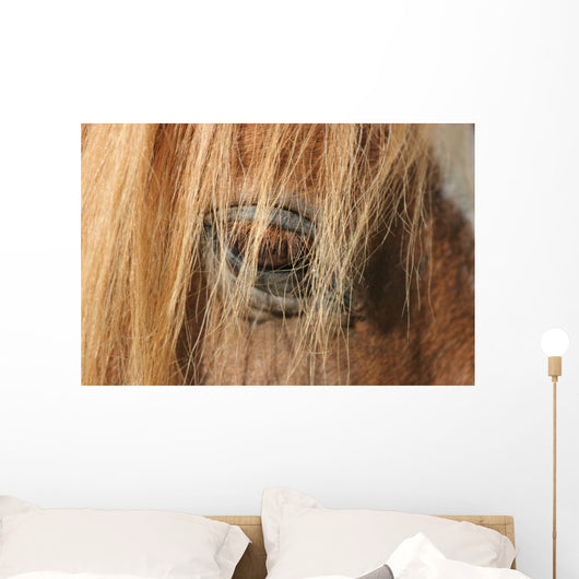 Horse - Horse Eye Wall Decal