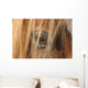 Horse - Horse Eye Wall Decal