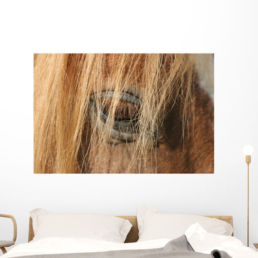 Horse - Horse Eye Wall Decal