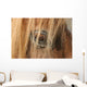 Horse - Horse Eye Wall Decal