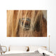 Horse - Horse Eye Wall Decal