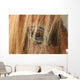 Horse - Horse Eye Wall Decal