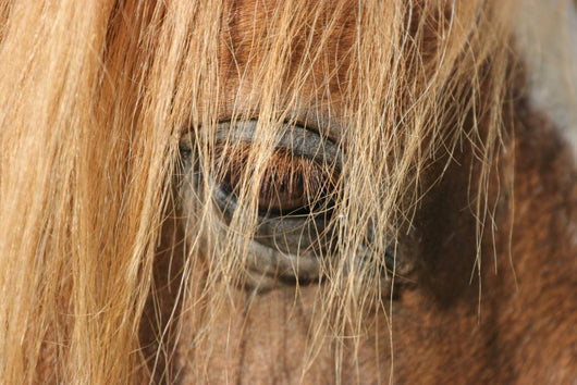 Horse - Horse Eye Wall Decal