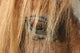 Horse - Horse Eye Wall Decal