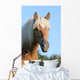 Pferd Haflinger Wall Decal