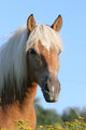 Pferd Haflinger Wall Decal