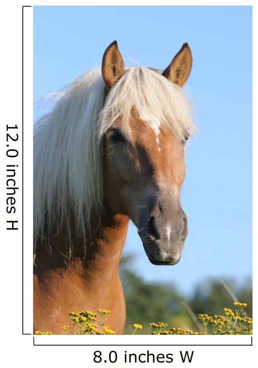 Pferd Haflinger Wall Decal