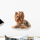 Yorkie Puppy Dog Wall Decal