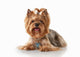 Yorkie Puppy Dog Wall Decal 2