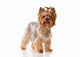 Dog Yorkie Puppy Wall Decal