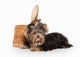 Yorkie Puppy Dog Wall Decal