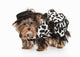 Fashionable Yorkie Puppy Wall Decal