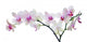 Light Color Orchid Flower In Pink Spots On White Wall Decal