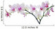 light color orchid flower in pink spots on white Wall Decal