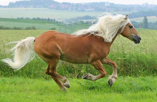 Horse - Galloping Wall Decal