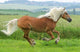 Horse - Galloping Wall Decal