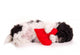 Sleeping Dogs Puppy With Heart Wall Decal
