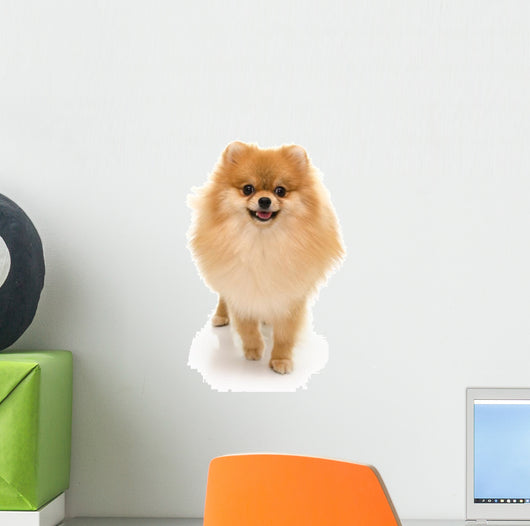 Portrait Cute Pomeranian Spitz Wall Decal