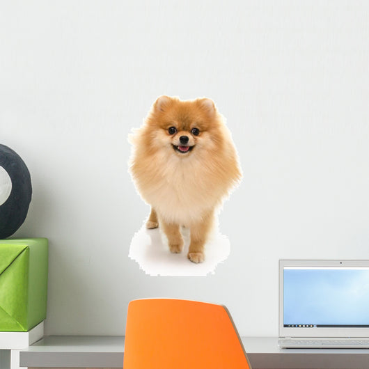 Portrait Cute Pomeranian Spitz Wall Decal