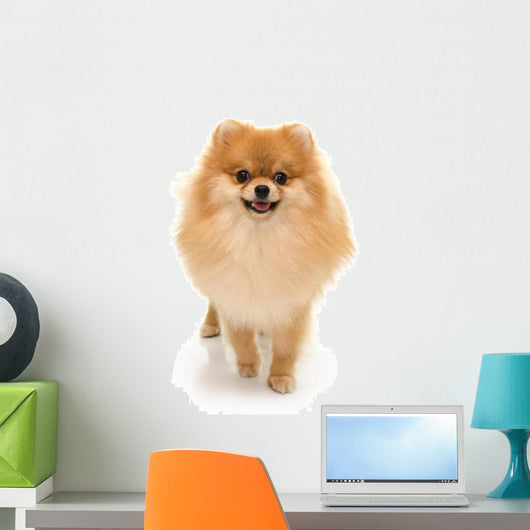 Portrait Cute Pomeranian Spitz Wall Decal