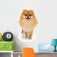Portrait Cute Pomeranian Spitz Wall Decal