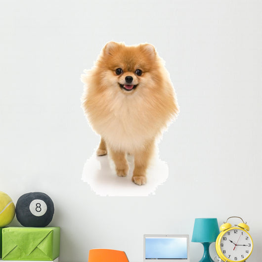 Portrait Cute Pomeranian Spitz Wall Decal