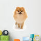 Portrait Cute Pomeranian Spitz Wall Decal