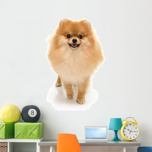 Portrait Cute Pomeranian Spitz Wall Decal
