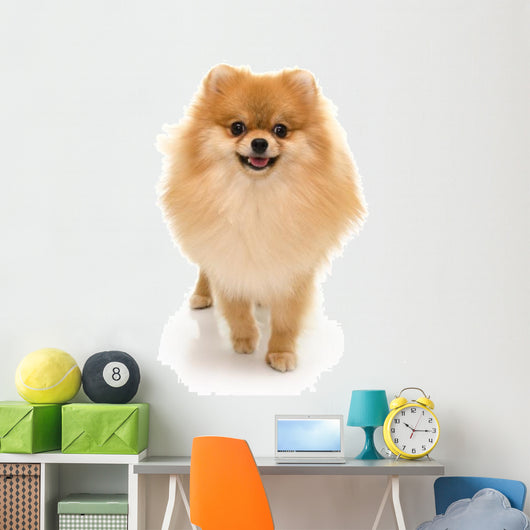 Portrait Cute Pomeranian Spitz Wall Decal