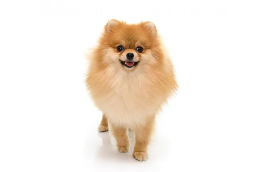 Portrait Cute Pomeranian Spitz Wall Decal