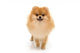 Portrait Cute Pomeranian Spitz Wall Decal