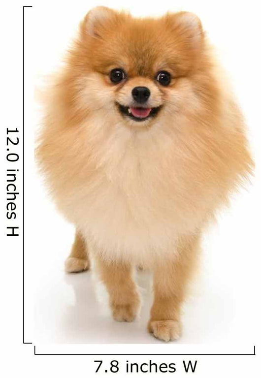 Portrait Cute Pomeranian Spitz Wall Decal