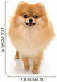 Portrait Cute Pomeranian Spitz Wall Decal