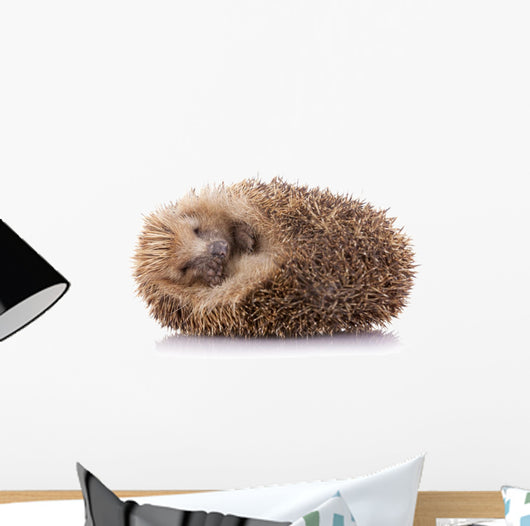 Hedgehog (erinaceus Albiventris) Sleeping, Isolated on White Bac Wall Decal