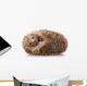 Hedgehog (erinaceus Albiventris) Sleeping, Isolated on White Bac Wall Decal