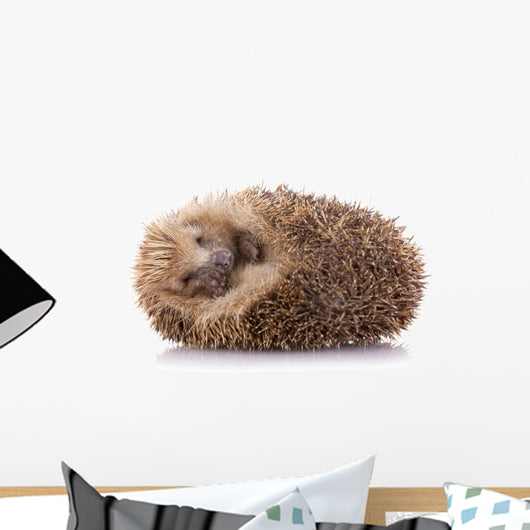 Hedgehog (erinaceus Albiventris) Sleeping, Isolated on White Bac Wall Decal