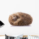 Hedgehog (erinaceus Albiventris) Sleeping, Isolated on White Bac Wall Decal