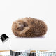 Hedgehog (erinaceus Albiventris) Sleeping, Isolated on White Bac Wall Decal