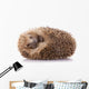 Hedgehog (erinaceus Albiventris) Sleeping, Isolated on White Bac Wall Decal