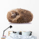Hedgehog (erinaceus Albiventris) Sleeping, Isolated on White Bac Wall Decal