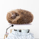 Hedgehog (erinaceus Albiventris) Sleeping, Isolated on White Bac Wall Decal