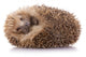 Hedgehog (Erinaceus Albiventris) Sleeping, Isolated On White Bac Wall Decal